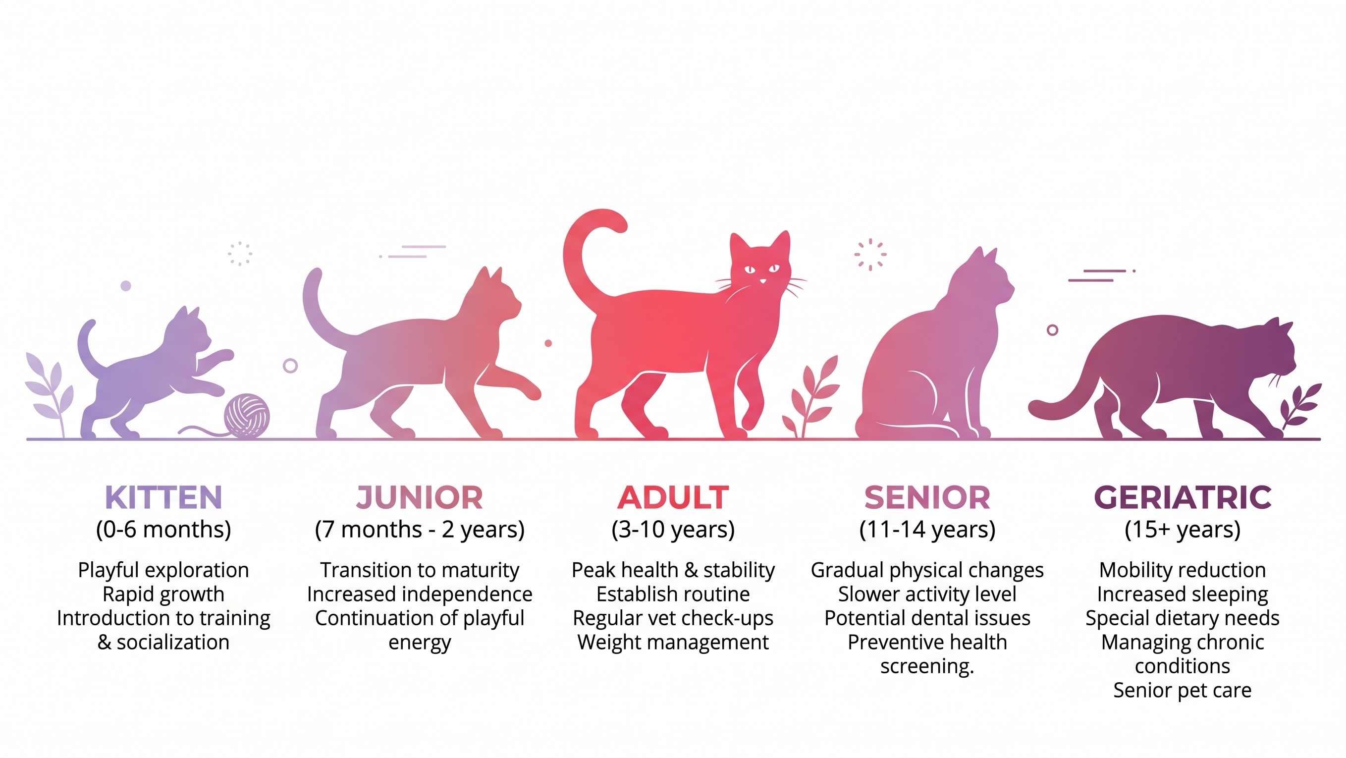 Scientific Cat Life Stage Chart